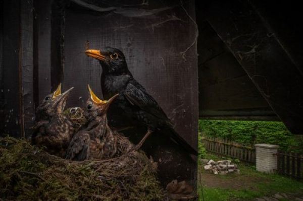 Конкурс фотографий CUPOTY: финалисты в номинации «Животные»  - новости экологии на ECOportal